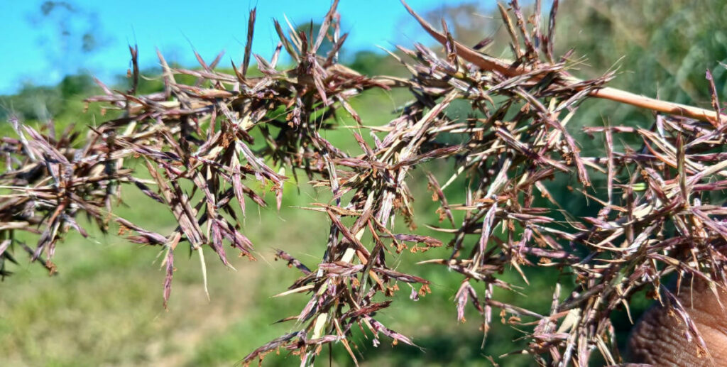 Lemongrass Seed at Finca Chocolat Belize